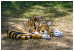 tiger, fiberglass life-size animals