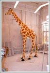 girafe